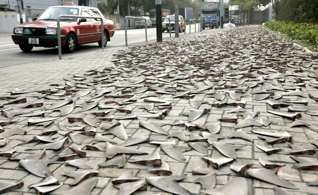 Thousands Of Shark FIns Are Seen Drying On A Sidewalk In Hong Kong.